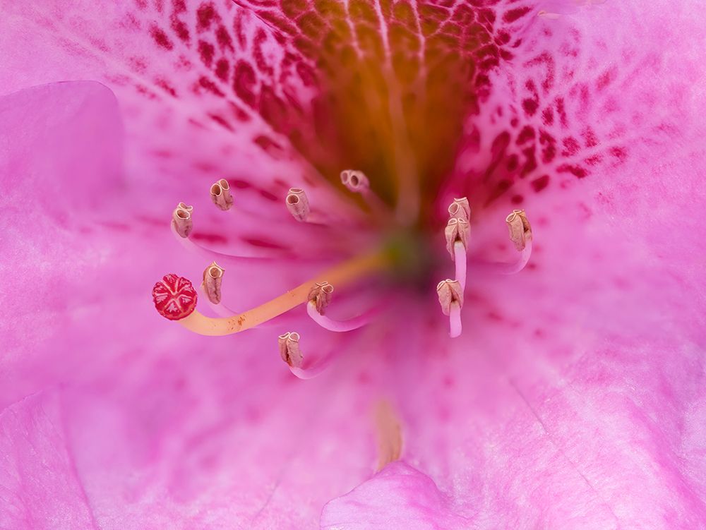 Washington State-Rhododendron Flower